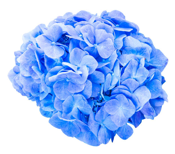mop head hydrangea flower isolated - hydrangea gardening blue ornamental garden imagens e fotografias de stock