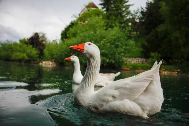 Photo of White geese on a pond
