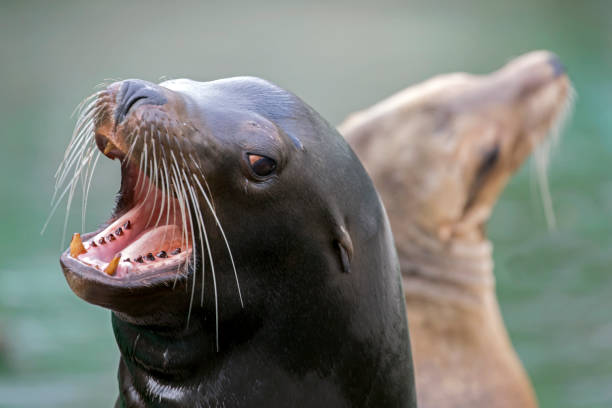 istock Californian sea lion 884066340
