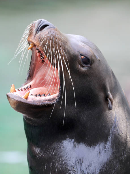 istock Californian sea lion 884066368