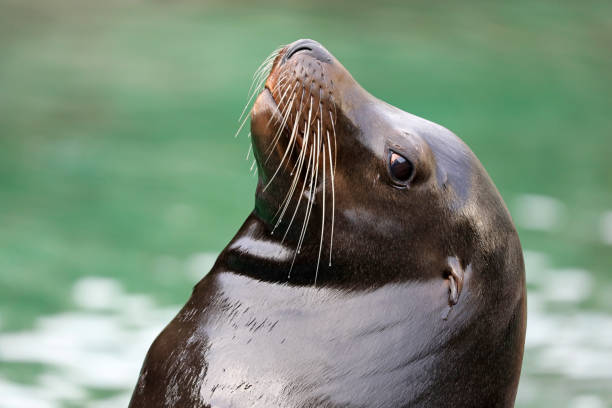 istock Californian sea lion 884066440