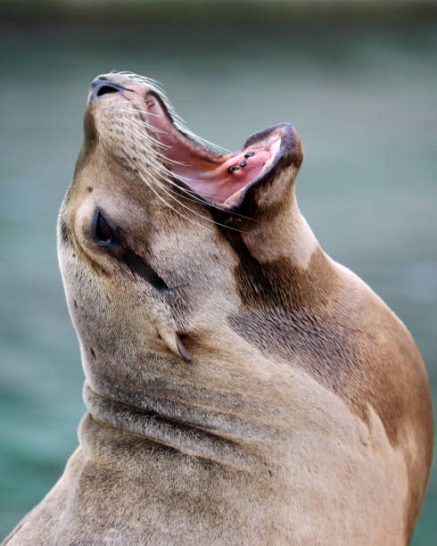 istock Californian sea lion 884066518