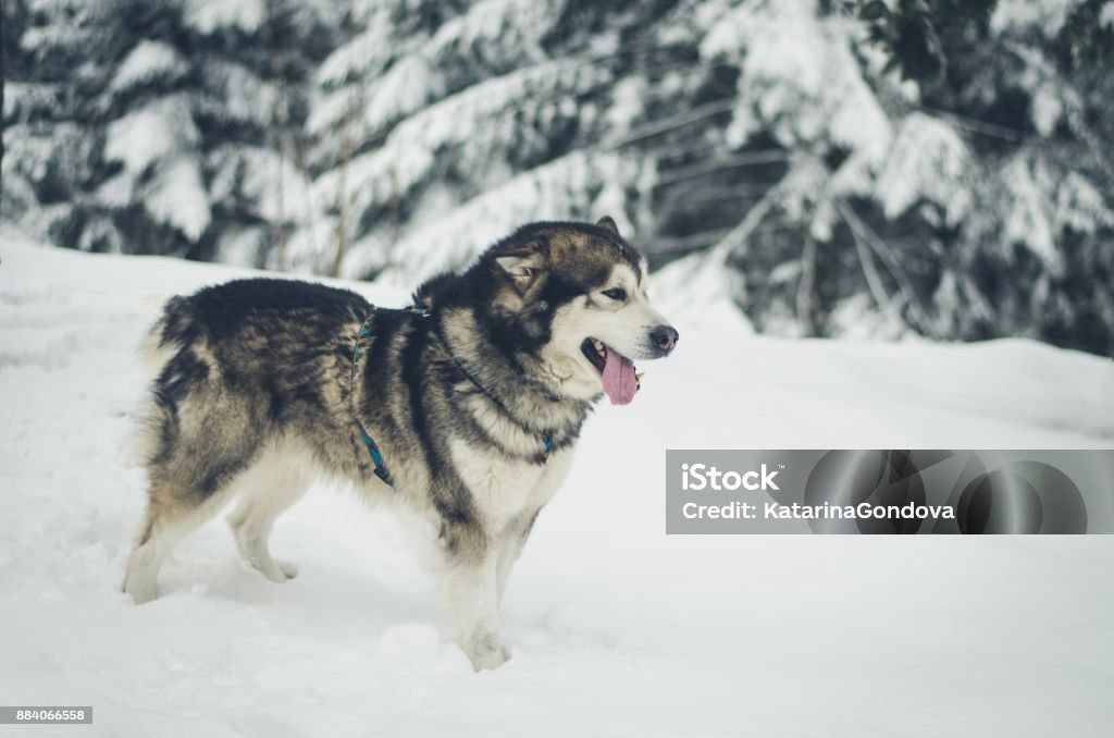 dog and snow lovely beautiful dog in snowy forest Alaskan Culture Stock Photo