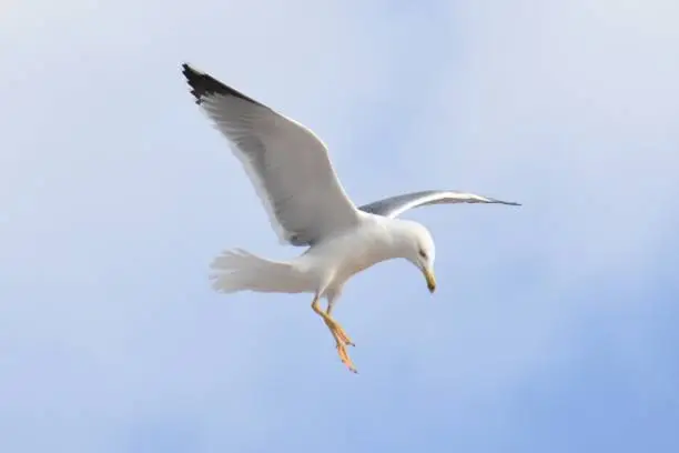 Photo of Larus michahellis.