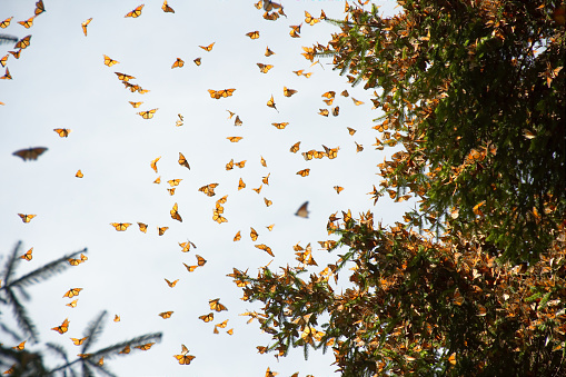 Monarch butterflies arriving at Michoacan, Mexico, after migrating from Canada.