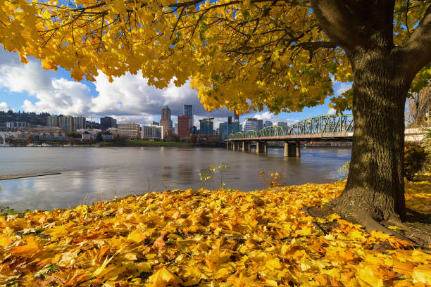 Fall leaves under Maple tree with Portland OR riverfront city skyline