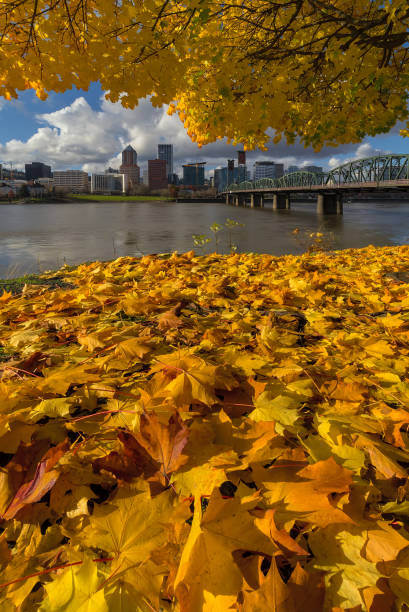 istock Fall leaves under Maple tree with Portland OR city skyline by Hawthorne Bridge 884072492