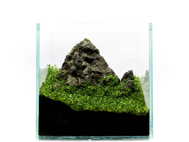 istock Aquarium with plant and rock on the white background 884073014