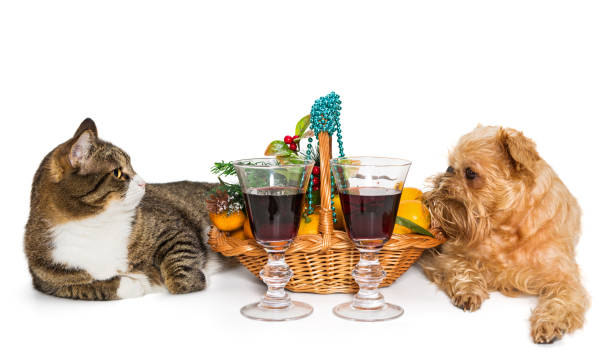 istock Cat, dog and Christmas basket 884073172