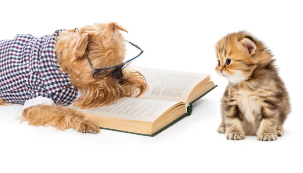 dog reading a book little kitten - 5908 imagens e fotografias de stock