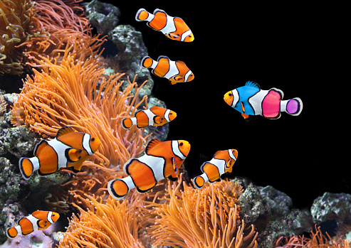 Concept - to be yourself, to be unique. A flock of standard clownfish and one colorful fish. On black background