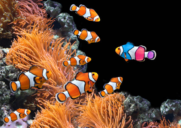 Flock of standard clownfish and one colorful fish Concept - to be yourself, to be unique. A flock of standard clownfish and one colorful fish. On black background clown fish stock pictures, royalty-free photos & images