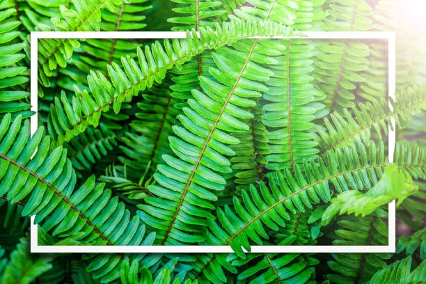 Photo of Layout made of green leaves boston fern with frame white.