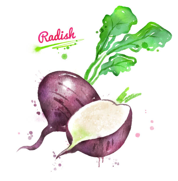 ilustrações de stock, clip art, desenhos animados e ícones de watercolor illustration of black radish - rutabaga