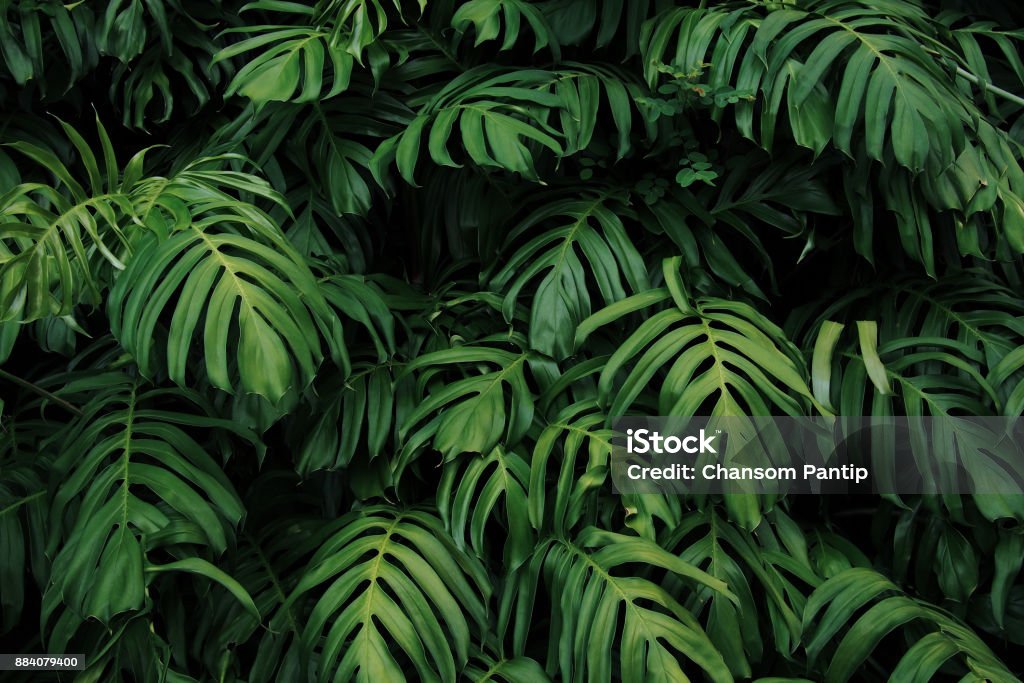 Green leaves of Monstera philodendron plant growing in wild, the tropical forest plant, evergreen vines abstract color on dark background. Leaf Stock Photo