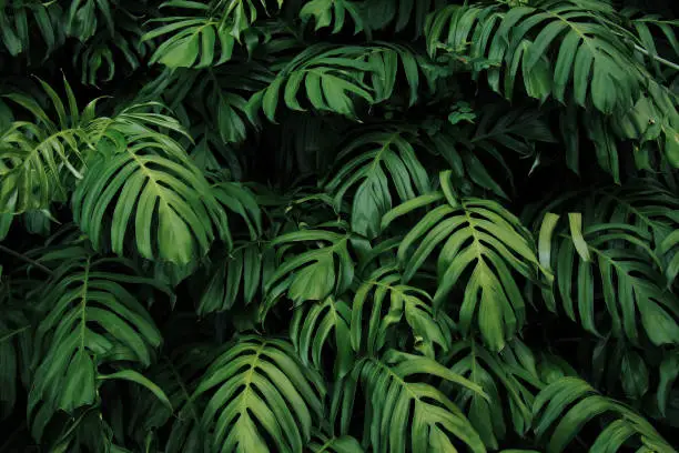 Photo of Green leaves of Monstera philodendron plant growing in wild, the tropical forest plant, evergreen vines abstract color on dark background.