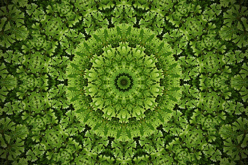 Abstract greenery blurred background, Moss ground cover plant with kaleidoscope effect.