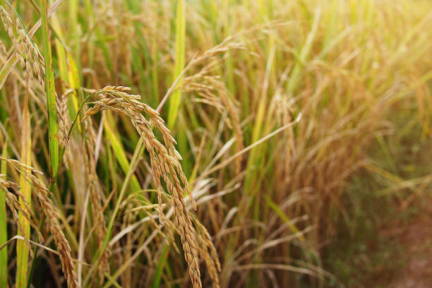 istock Organic rice in paddy field background. 884085960