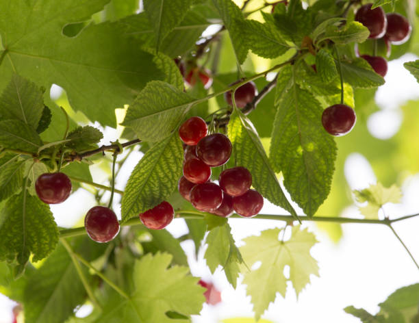 istock Cherry on the tree in nature 884086380