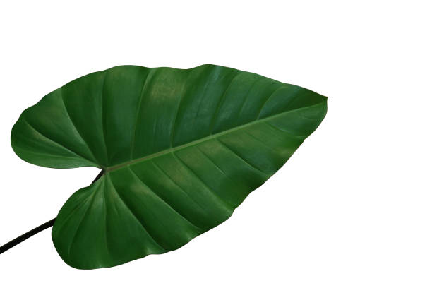 сердце-образный филодендрон зеленый лист, тропические листья растений изолированы на белом фоне, отсечения путь включены. - large leaf стоковые фото и изображения