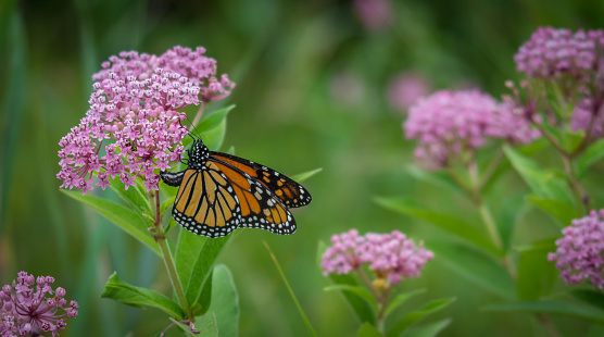 Mariposa monarca en flor photo