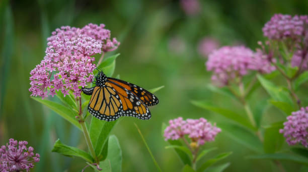 Monarch butterfly on a flower Monarch butterfly on a flower milkweed stock pictures, royalty-free photos & images