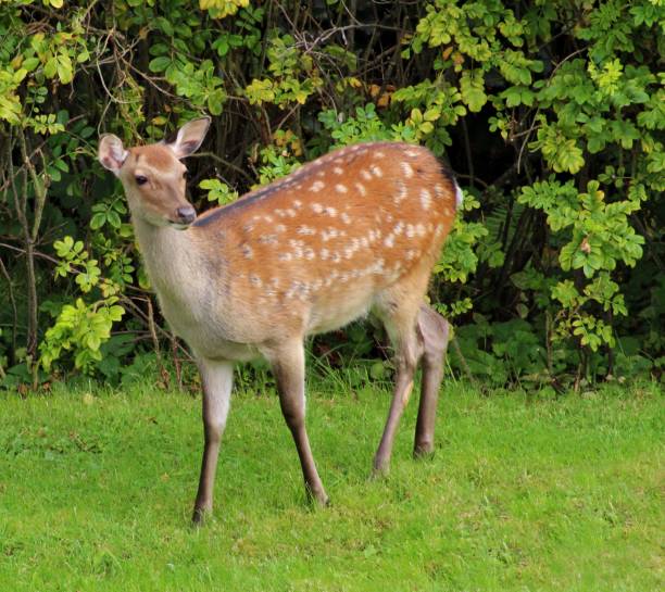 istock Alert Sika Deer in the Garden 884087074