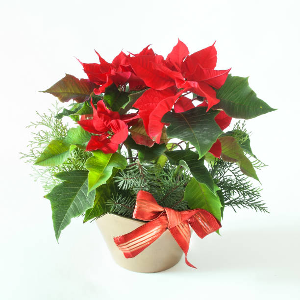Various elements of Christmas decoration