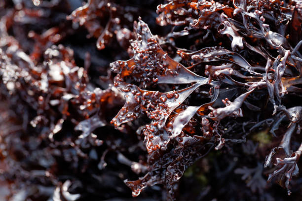 False Irish moss (Mastocarpus stellatus) False Irish moss (Mastocarpus stellatus), a red algae species from the northern Atlantic Ocean. red algae stock pictures, royalty-free photos & images