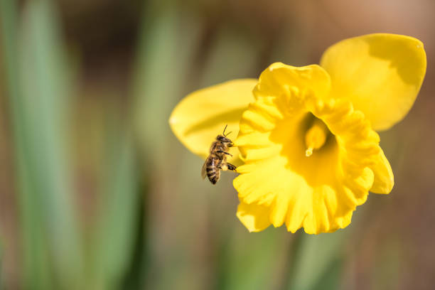 Beautiful daffodils in spring against a tender background - bee collects honey - Narcissus pseudonarcissus