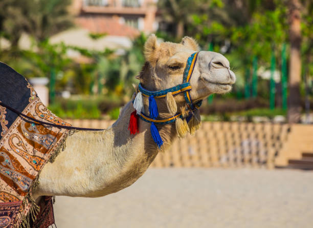 istock Camel on Jumeirah Beach in Duba 884095246