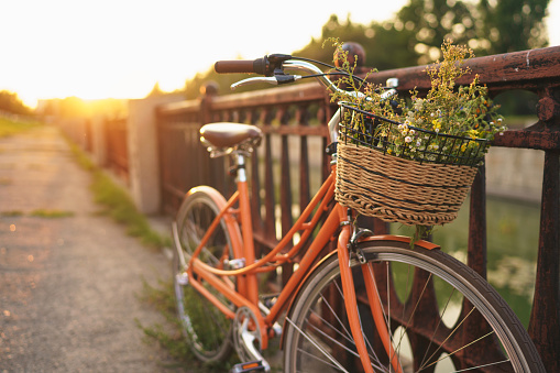 Beautiful bicycle with flowers in a basket stands on an avenue in a park at sunset