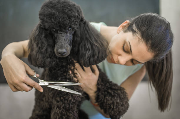 Grooming a little dog in a hair salon for dogs Grooming a little dog in a hair salon for dogs. Beautiful black poodle dog grooming stock pictures, royalty-free photos & images