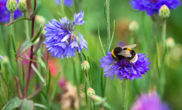 Close up color image of a bumble bee pollinating purple wildflowers in a fresh lush meadow. Focus is sharp on the bee while the flowers and grass are defocused in the background. Room for copy space.