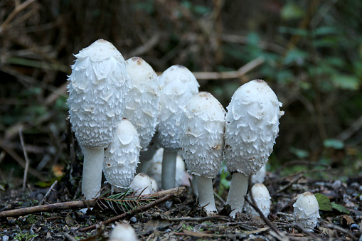 Edible mushroom