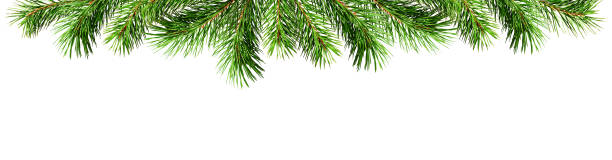 istock Green pine twigs for Christmas top border 884106866