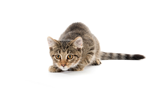 Cute baby tabby kitten ready to pounce isolated on white background