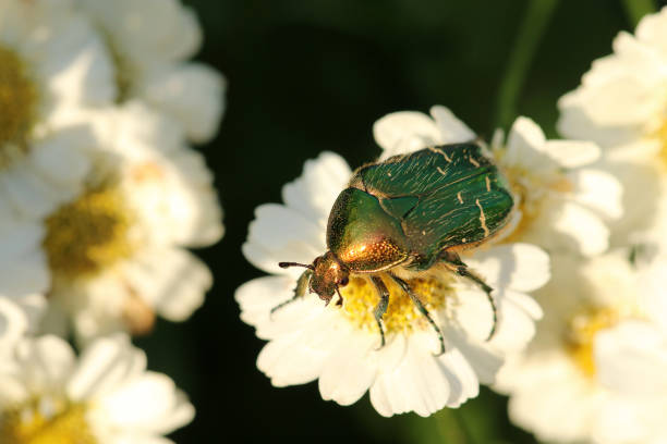 rose chafer stock photo