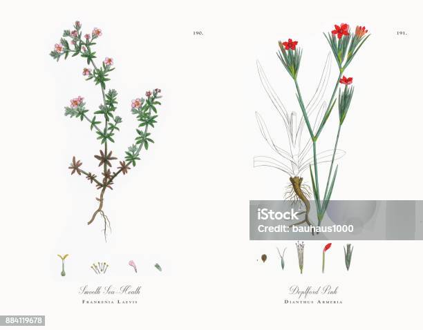 Smooth Seaheath Frankenia Laevis Victorian Botanical Illustration 1863 Stock Illustration - Download Image Now