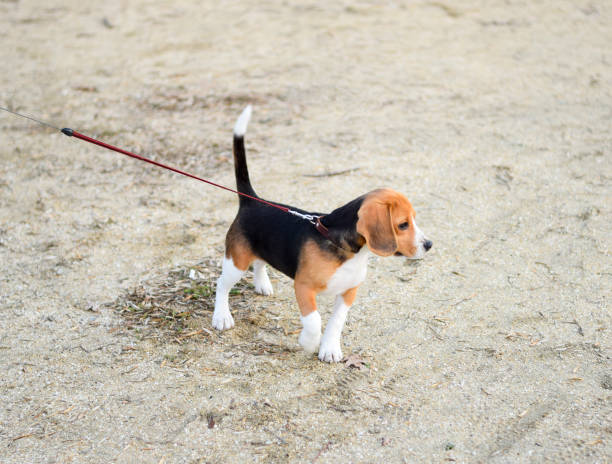 istock Puppy dog on a leash. Dog walking on a leash. 884121934