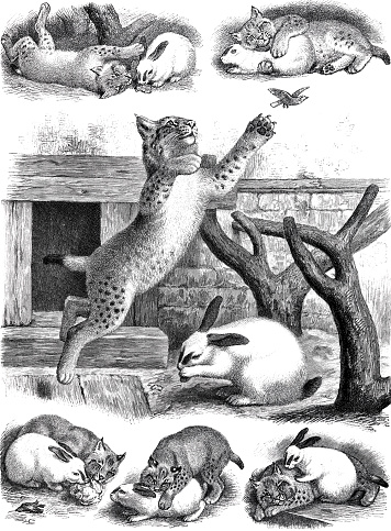Illustration from 19th century