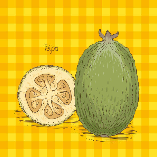 ilustrações de stock, clip art, desenhos animados e ícones de card with ripe whole and cross section feijoa - tree single word green fruit