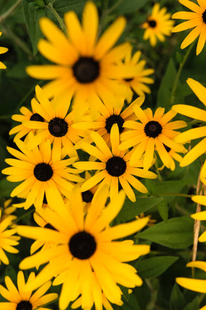 istock Rudbeckia flower in Abkhazia 884131144