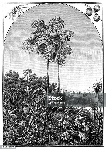 A Particularly High Palm Tree Overlooks The Other Palm Trees Stock Illustration - Download Image Now