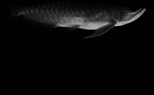 istock Animal/Wildlife 884136420