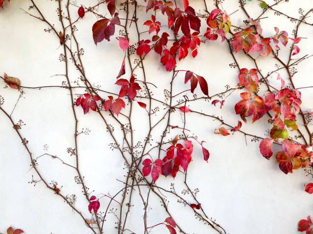 istock Autumn red creeper plant on a wall creates a beautiful background 884141452