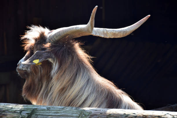 Hairy goat with adorable horns