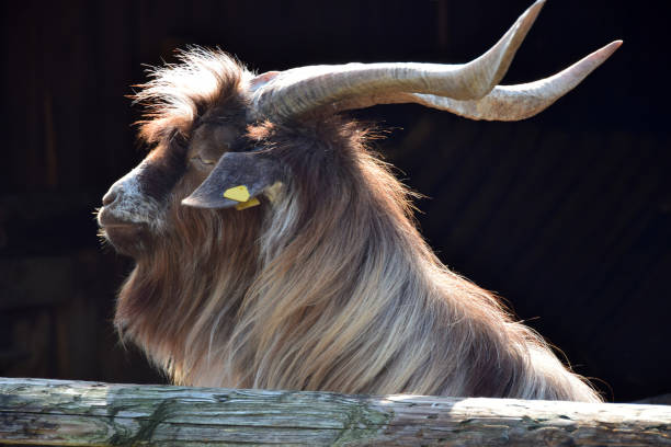 Hairy goat with adorable horns