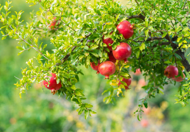 석류 나무 - pomegranate pomegranite tree tree leaf 뉴스 사진 이미지