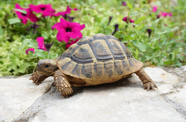 Baby turtle on the stone wall Baby turtle on the stone wall with flowers in the background animal leg stock pictures, royalty-free photos & images